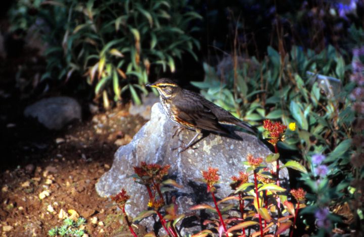 Botanischer Garten Akureyri