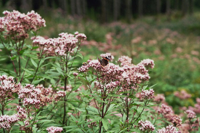 Schmetterling