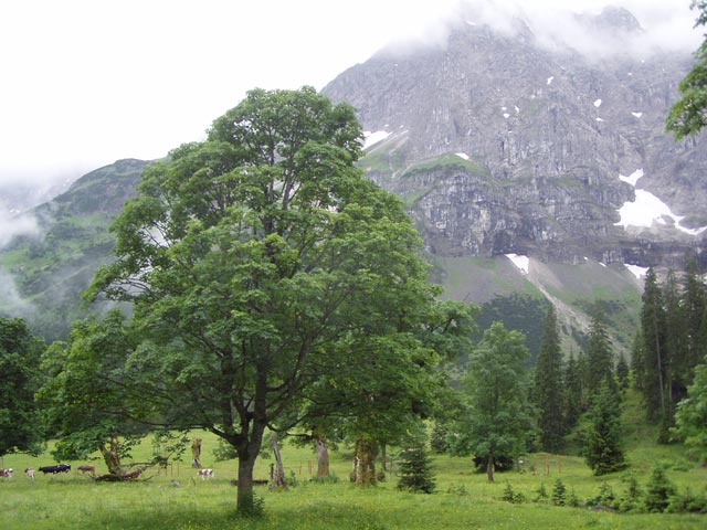 Kleiner Ahornboden