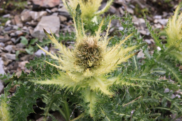 Distel