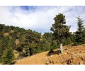 [Wanderung im Troodos]