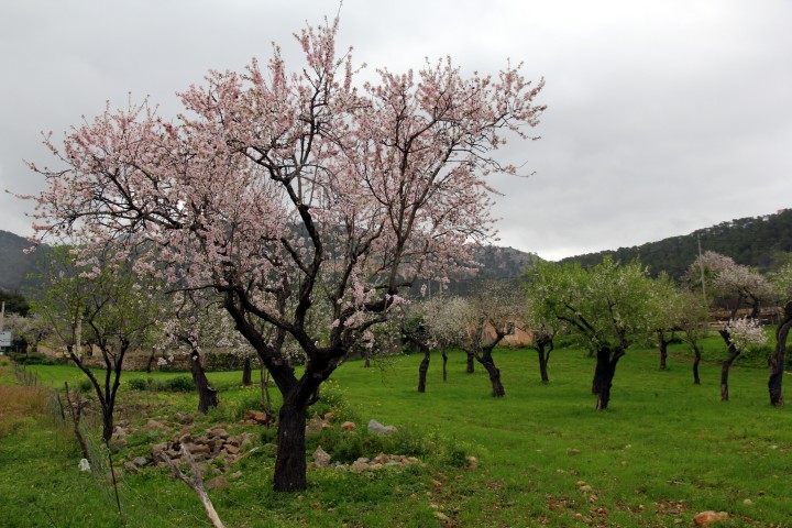 Mandelblüte