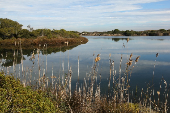 Ruta botànica de l’Albufera