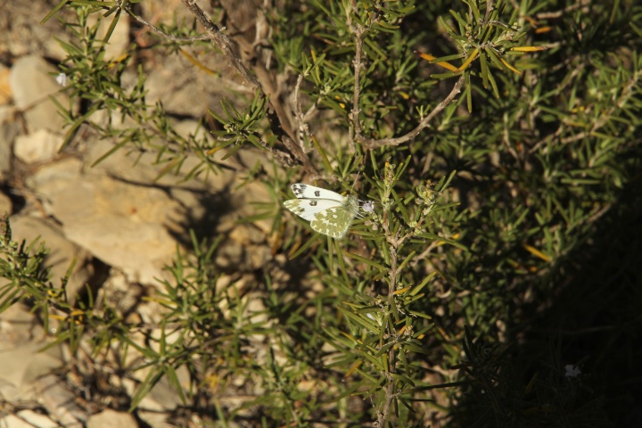 Schmetterling