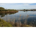 [Ruta botànica de l’Albufera]