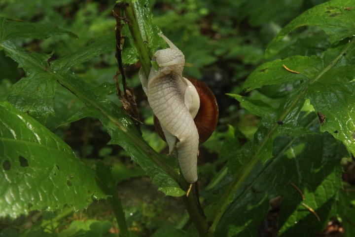 Schnecke