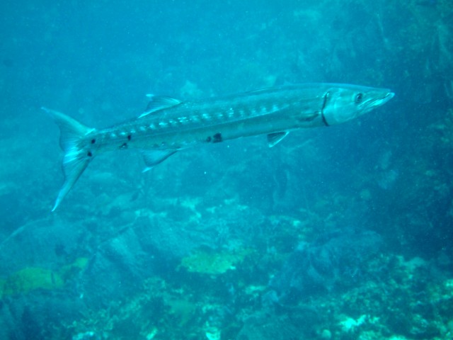 Tarpon