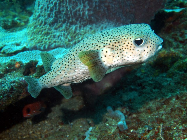 Boxfish