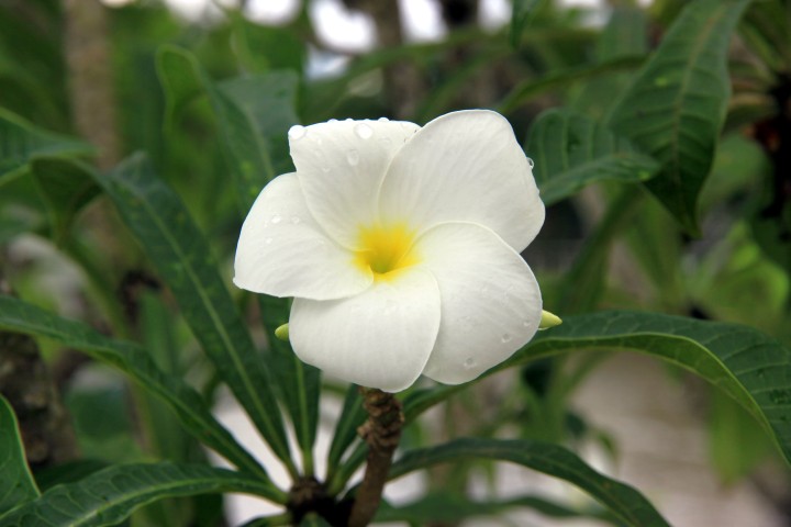 Frangipani