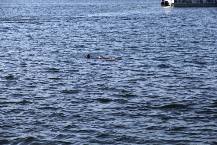 Manatees in Sicht