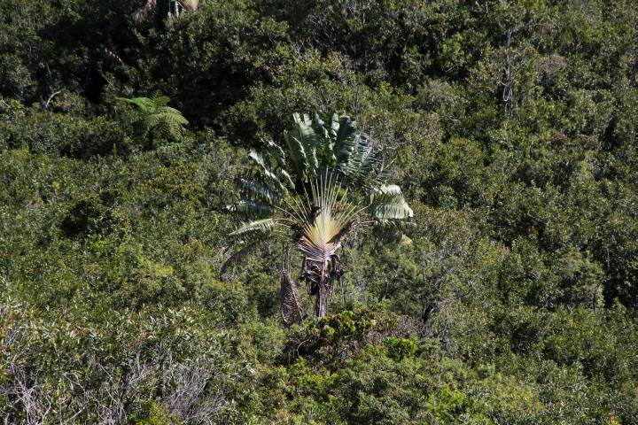 Ravenales-Palme