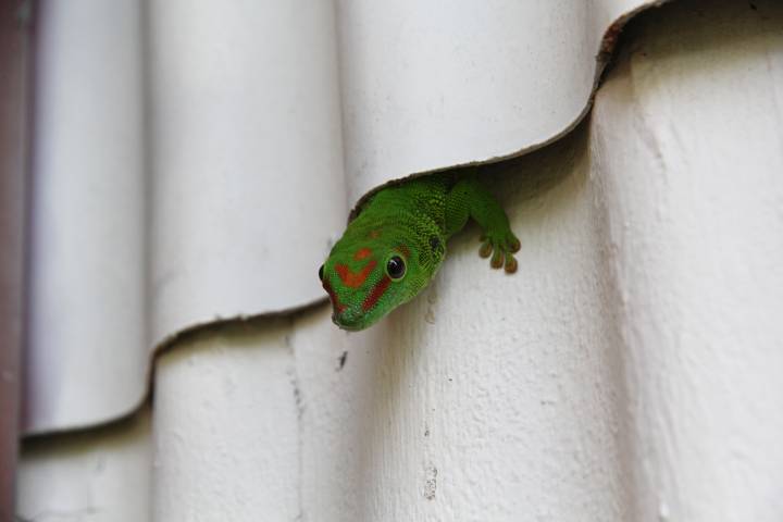 Großer Madagaskar-Taggecko