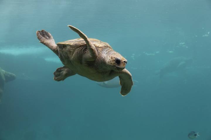 Schildkrötenaufzucht in Kelonia