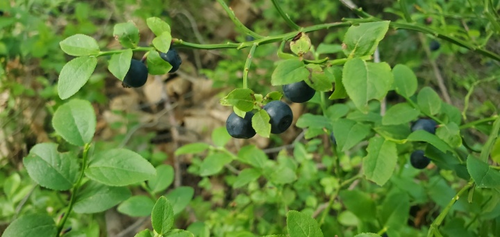 Blaubeeren